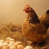 cách bảo quản trứng gà để ấp